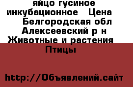 яйцо гусиное инкубационное › Цена ­ 30 - Белгородская обл., Алексеевский р-н Животные и растения » Птицы   